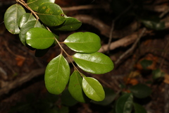 Xylosma ovata, photograph (c) Greg Tasney, some rights reserved (CC BY-SA)