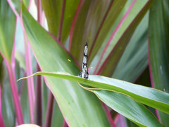 Methona confusa psamathe