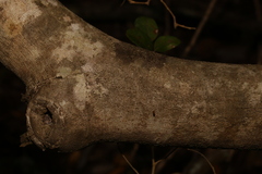 Xylosma ovata, photograph (c) Greg Tasney, some rights reserved (CC BY-SA)