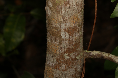 Xylosma ovata, photograph 5