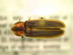Pyractomena lucifera