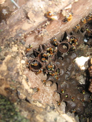 Melipona favosa