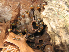 Melipona favosa