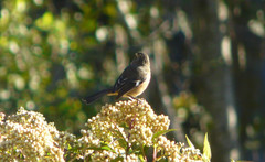 Conirostrum cinereum