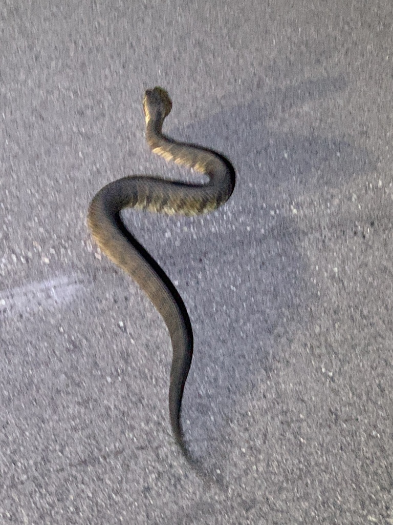 Florida Cottonmouth from Everglades National Park, Homestead, FL, US on September 4, 2023 at 09