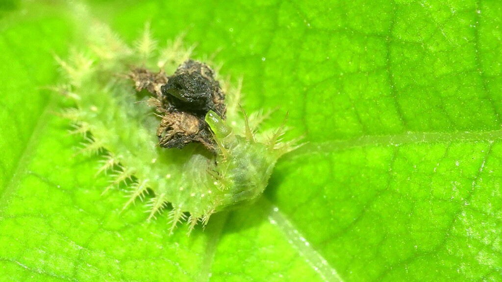 Green Tortoise Beetle from Mulund East, Mumbai, Maharashtra, India on ...