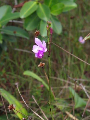Epistephium subrepens