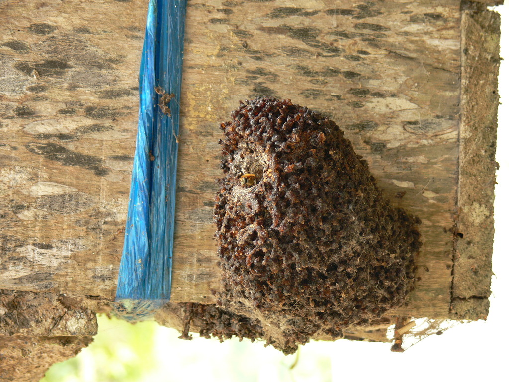 Melipona salti