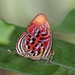 Common Red Harlequin - Photo (c) Cheongweei Gan, some rights reserved (CC BY), uploaded by Cheongweei Gan