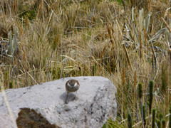 Cinclodes albidiventris