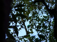 Pharomachrus auriceps