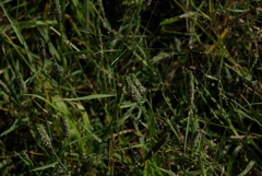 Sporobolus alopecuroides