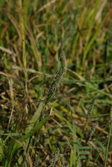 Sporobolus alopecuroides