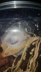 Bertholdia schausiana