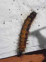 Bertholdia schausiana
