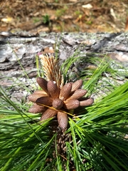 Pinus maximinoi