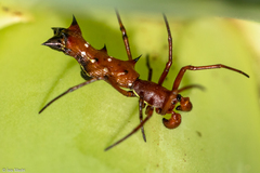 Micrathena swainsoni