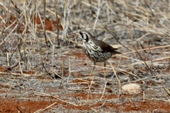 Groundscraper Thrush photo 4