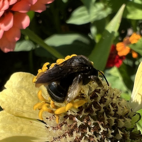 Photo of Two-spotted Longhorn Bee