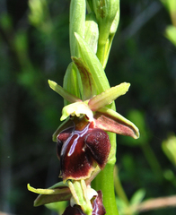 Ophrys sphegodes