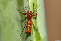 Micrathena swainsoni