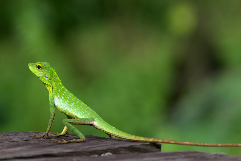 Great Crested Canopy Lizard From Kutai National Park, East Kalimantan 