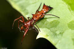 Micrathena swainsoni