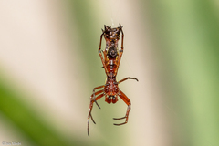 Micrathena swainsoni