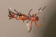 Micrathena swainsoni