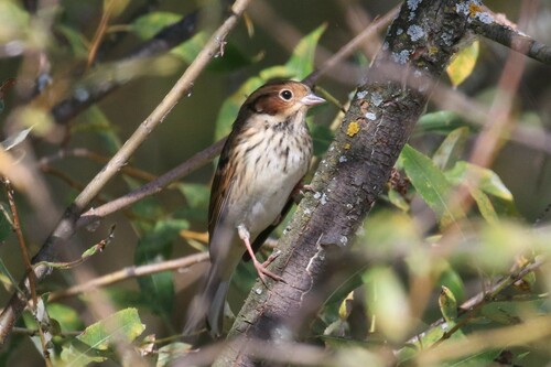 Escribano pigmeo (Emberiza pusilla)