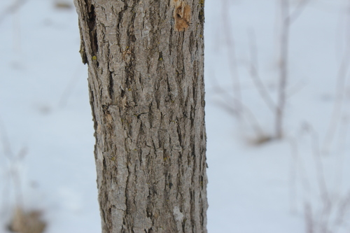 Fraxinus pennsylvanica