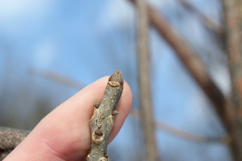Fraxinus pennsylvanica