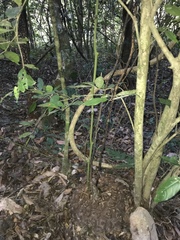 Dioscorea bartlettii