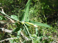 Coccinia sessilifolia sessilifolia