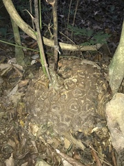 Dioscorea bartlettii