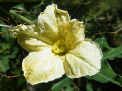 Coccinia sessilifolia sessilifolia