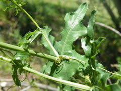 Coccinia sessilifolia sessilifolia