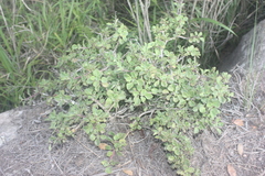 Aeollanthus parvifolius