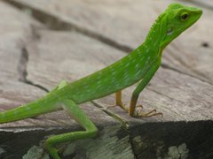 Bronchocela jubata