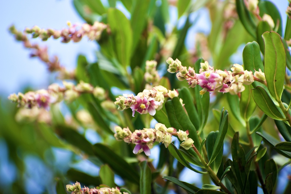 Purdiaea moaensis (Purdiaea moaensis)