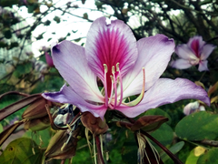Bauhinia variegata
