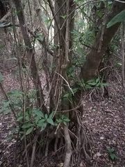 Bravaisia integerrima