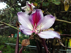 Bauhinia variegata