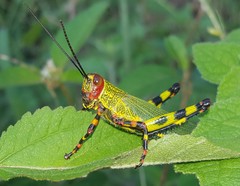 Zoniopoda tarsata