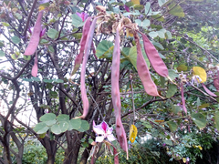 Bauhinia variegata