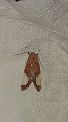 Bertholdia