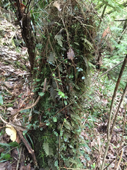 Hymenophyllum frankliniae