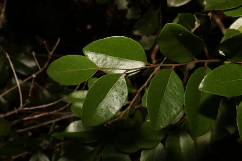 Xylosma ovata