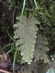 Hymenophyllum frankliniae