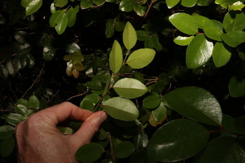 Xylosma ovata, photograph 1
